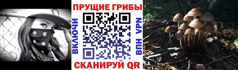 даркнет сайт  Петропавловск-Камчатский  Галлюциногенные грибы мицелий 